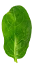 fresh-green-spinach-leaf-basil-cut-out-png (1)