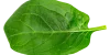 fresh-green-spinach-leaf-basil-cut-out-png